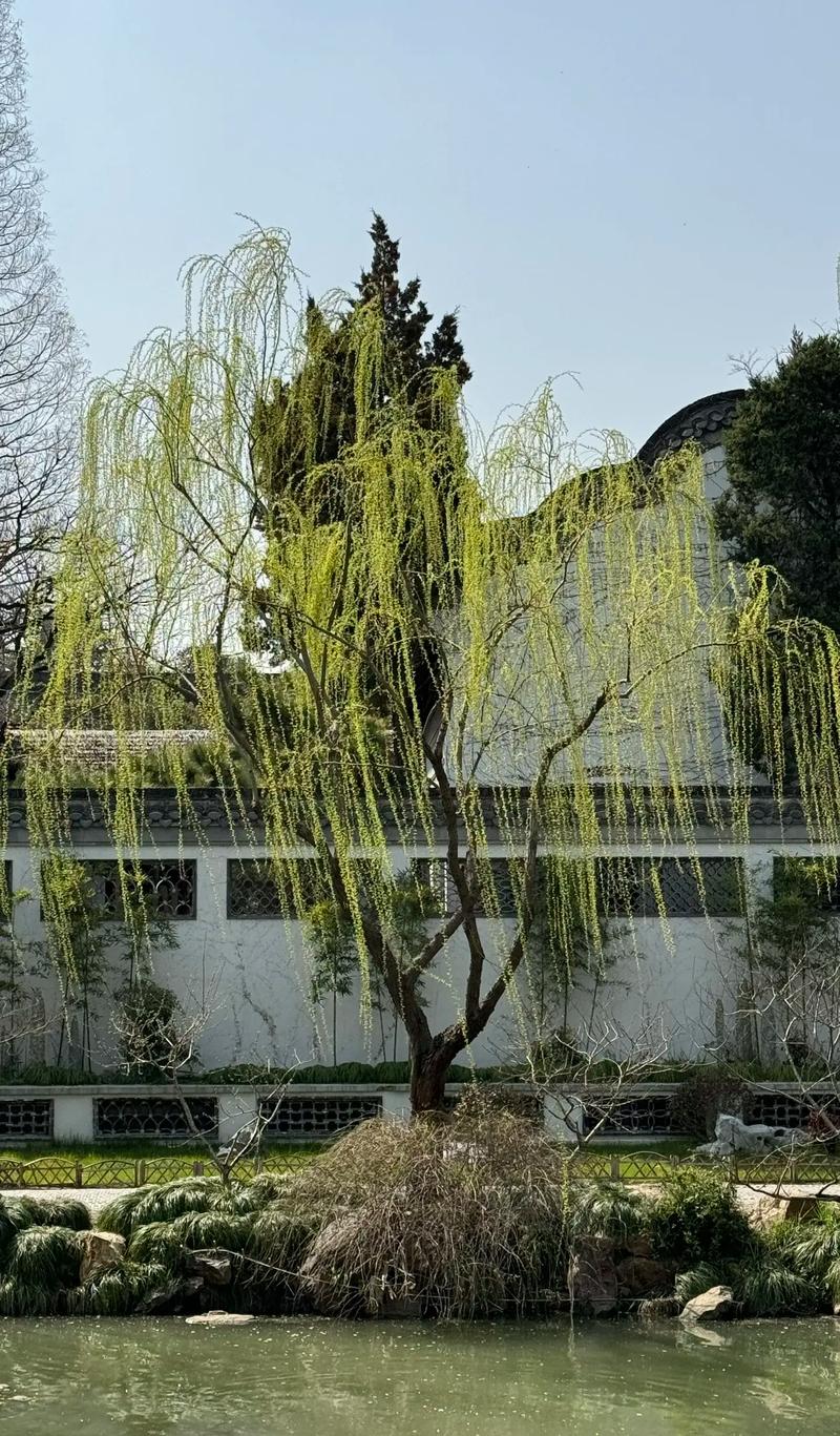 楊柳風是什麼季節:春日輕拂的溫柔使者 3 楊柳風是什麼季節