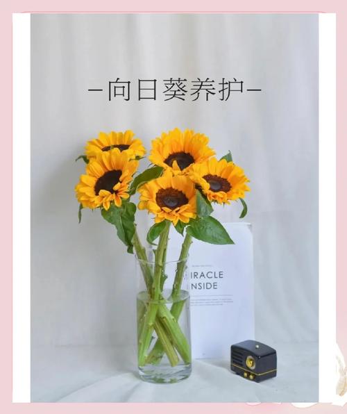 向日葵可以水耕嗎