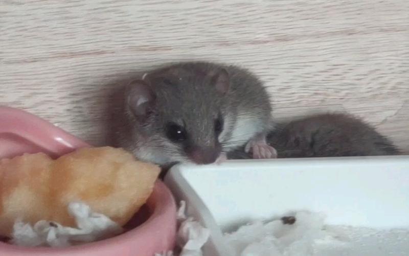 睡鼠可以吃蘋果嗎