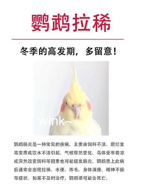 鸚鵡會臭嗎