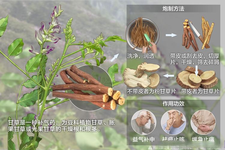 寶寶可以吃甘草嗎:您需要知道的幼兒飲食安全指南 3 寶寶可以吃甘草嗎