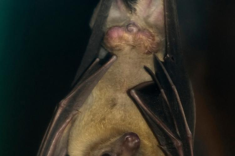 蝙蝠為什麼倒著睡覺深度解析倒掛睡眠之謎與驚人優勢:從生理、行為到演化全面揭秘 1 蝙蝠為什麼倒著睡覺