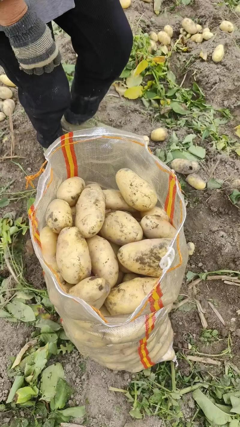 馬鈴薯現在一斤多少錢