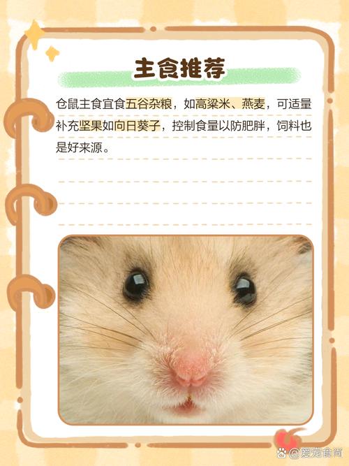 倉鼠可以吃芹菜嗎