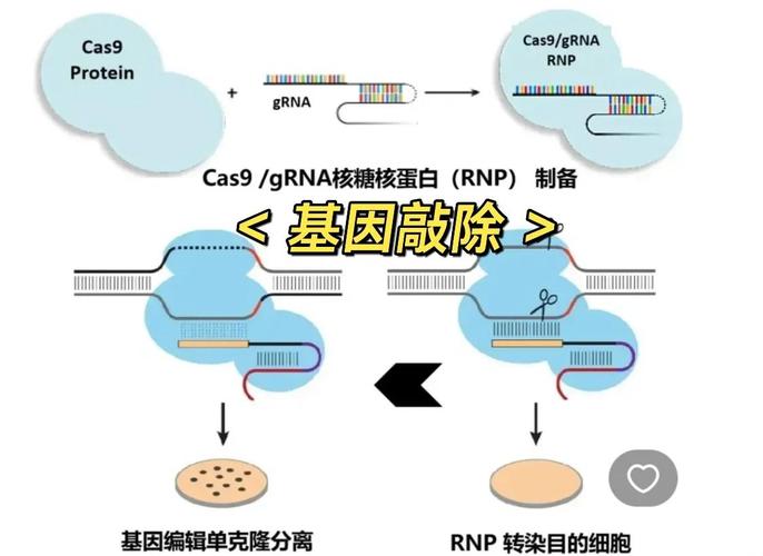 目標基因是什麼