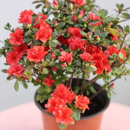 杜鵑花可以放陽台嗎