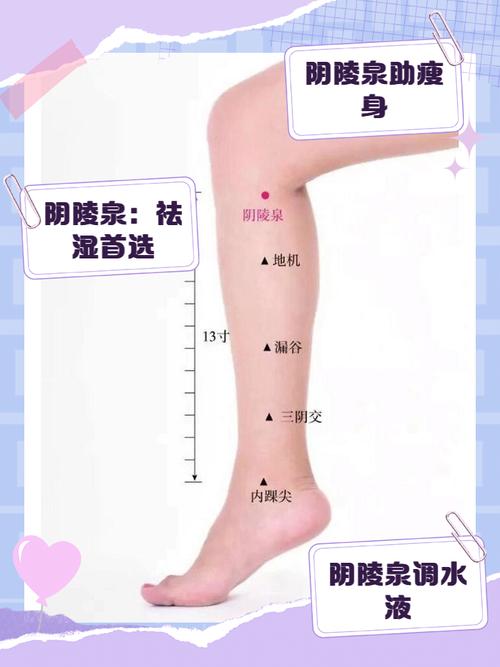 陰陵泉怎麼找:從零開始,精準定位您的健康穴位 3 陰陵泉怎麼找
