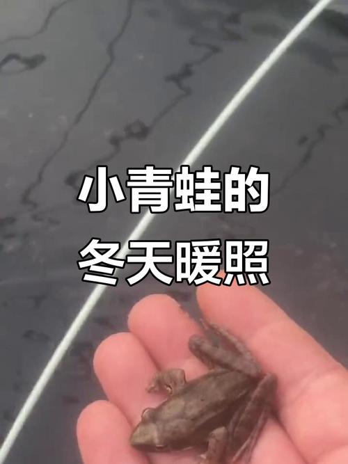 冬天有青蛙嗎