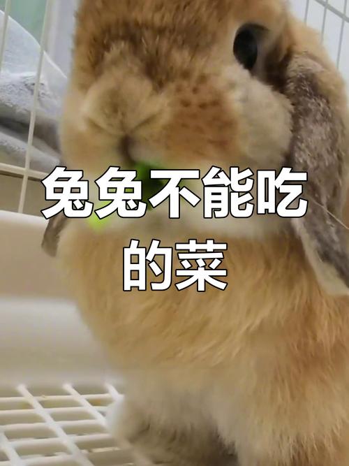 兔兔可以吃嗎