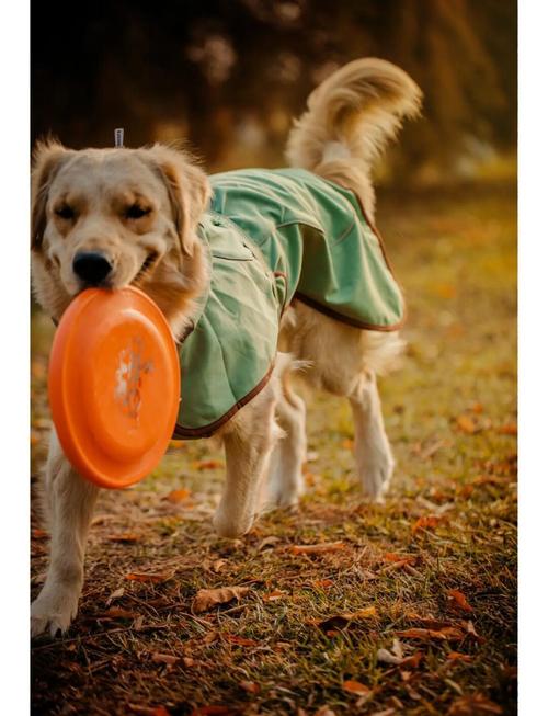 狗可以養在戶外嗎 – 深度解析戶外飼養的考量與最佳實踐 1 狗可以養在戶外嗎