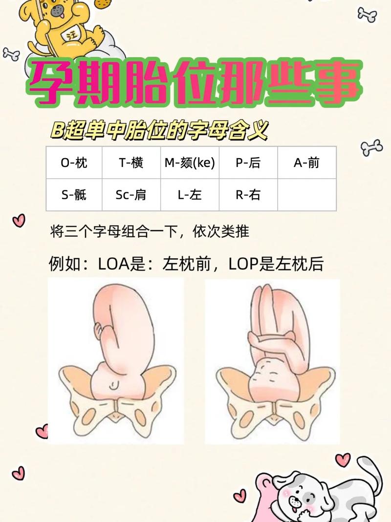 怎麼知道胎兒轉正