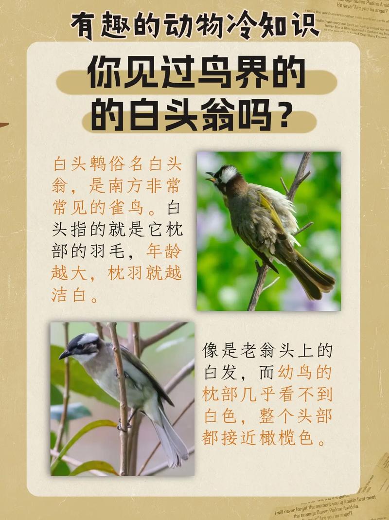 白頭翁會棄巢嗎:深入探討白頭翁棄巢原因與應對之道 1 白頭翁會棄巢嗎