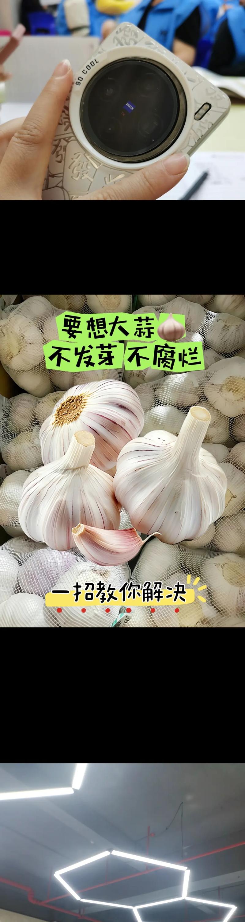 大蒜就是蒜頭嗎