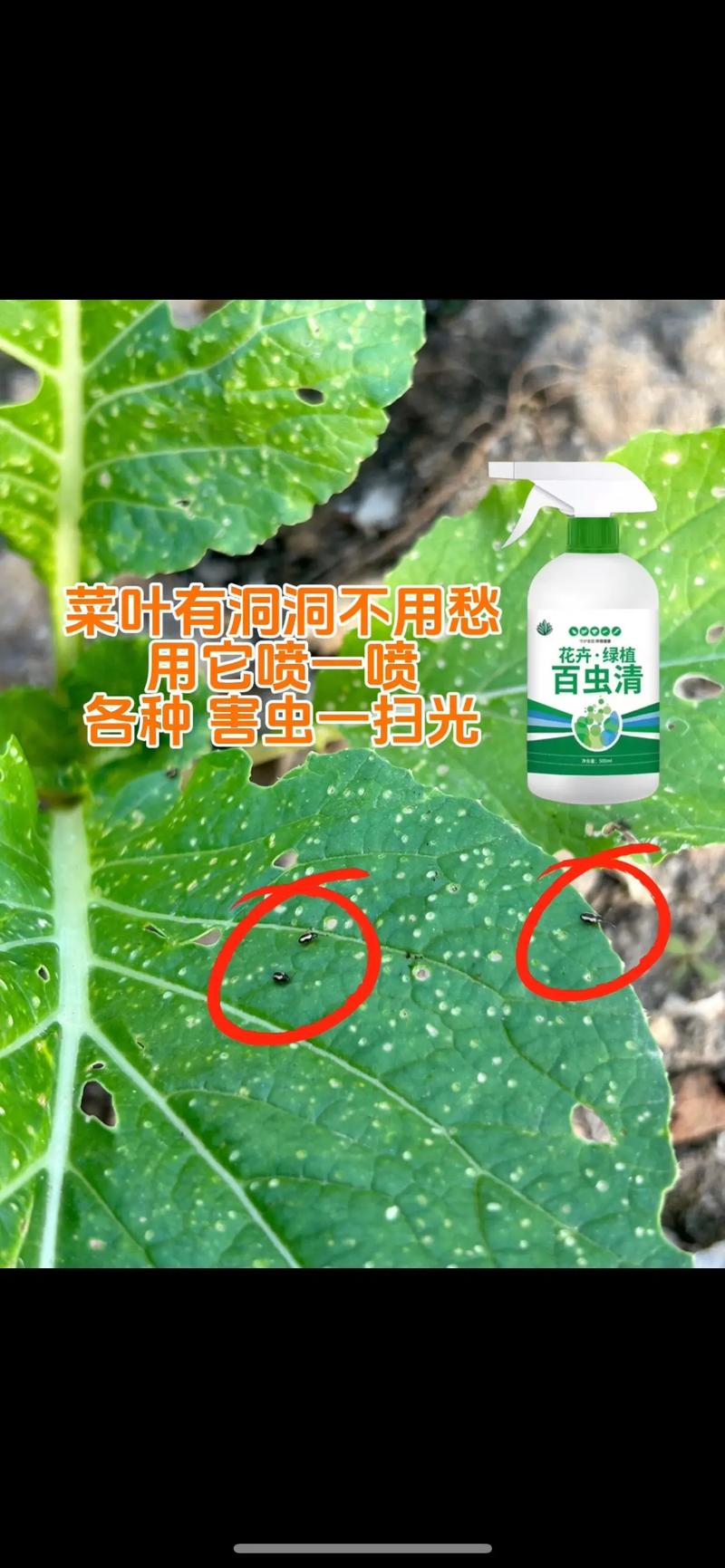 小白菜怎麼防蟲