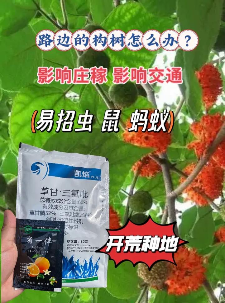 怎麼清除構樹:從根本杜絕,還你清爽家園的終極攻略 1 怎麼清除構樹