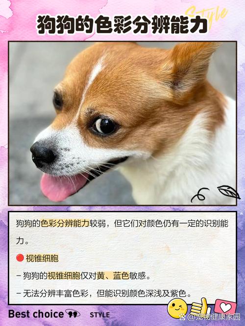狗狗只看得到什麼顏色