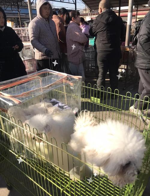 寵物展會賣貓咪嗎