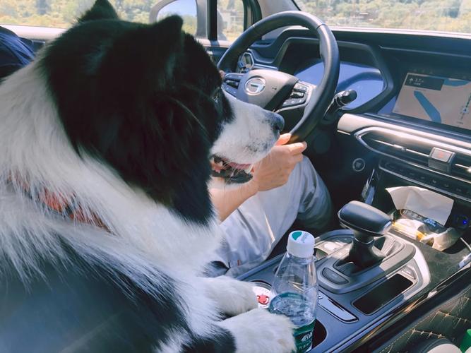 阿朗壹古道可以帶狗嗎