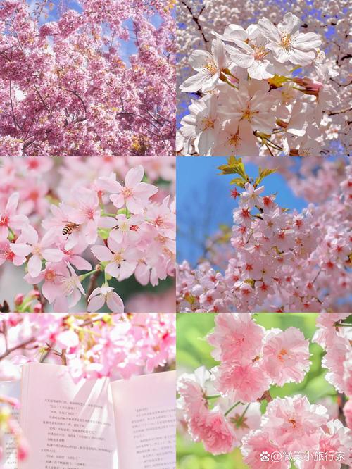 台北哪裡可以看櫻花