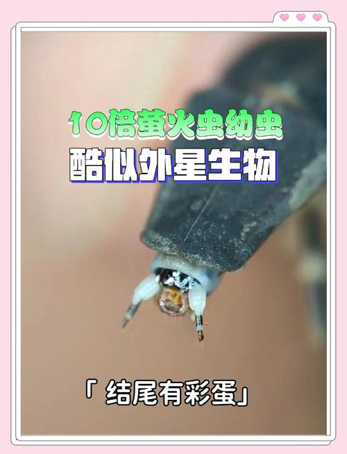 螢火蟲咬人嗎