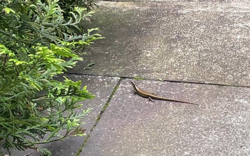 四隻腳行走的動物有哪些:探索陸地脊椎動物的奧秘 1 四隻腳行走的動物有哪些