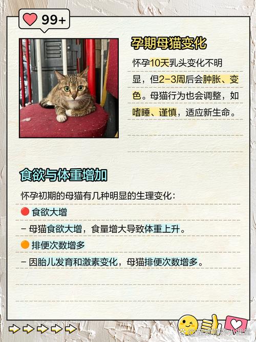 母貓懷孕徵兆:從初期到確認的全面指南 1 母貓懷孕徵兆