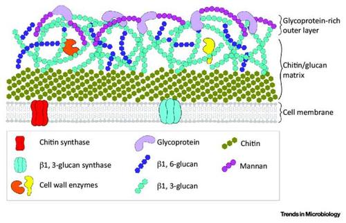 哪些生物沒有細胞壁:探索無細胞壁生命的奧秘與重要性 15 哪些生物沒有細胞壁