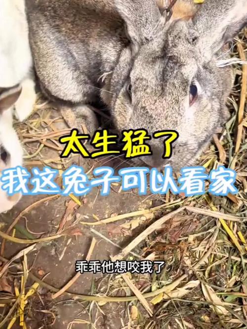 兔子看得到嗎 - 揭秘兔子的奇妙視覺世界、夜視與色彩感知 1 兔子看得到嗎