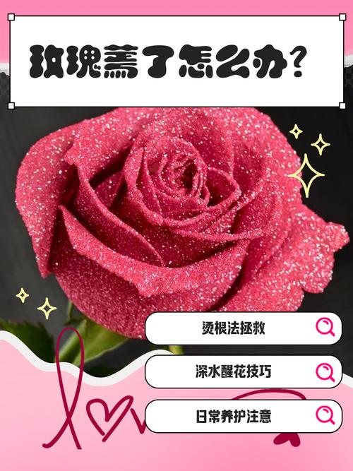 玫瑰花枯萎怎麼辦