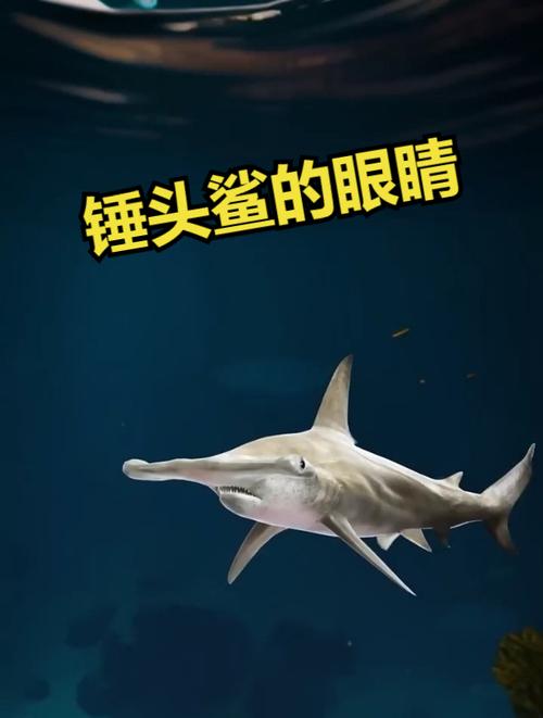 錘頭鯊是保育類嗎