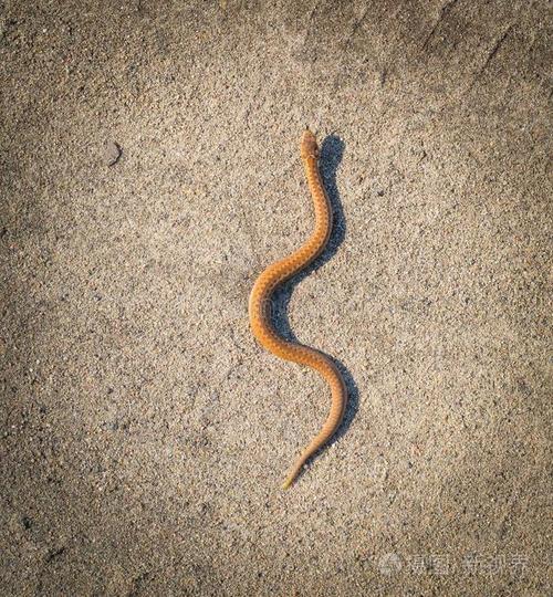 蛇可以曬太陽嗎