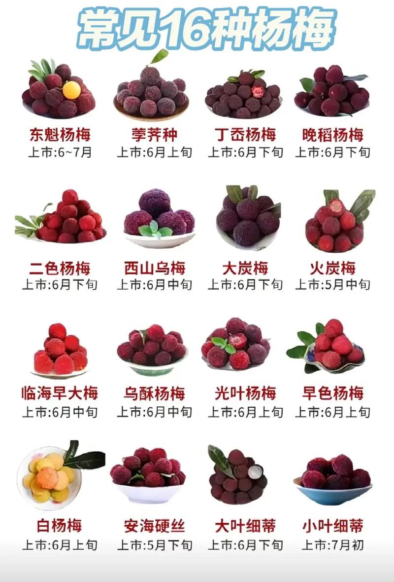 楊梅糖份高嗎?深入解析楊梅的營養成分、甜度來源與健康飲食指南 1 楊梅糖份高嗎