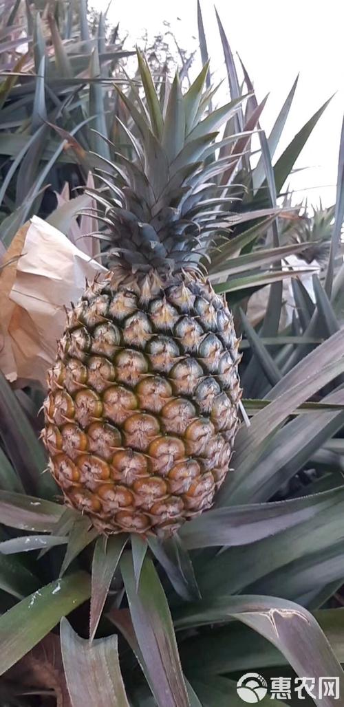 鳳梨什麼品種最好吃:從金鑽到牛奶,探索台灣鳳梨的美味之最 3 鳳梨什麼品種最好吃