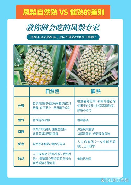 鳳梨果乾烘多久