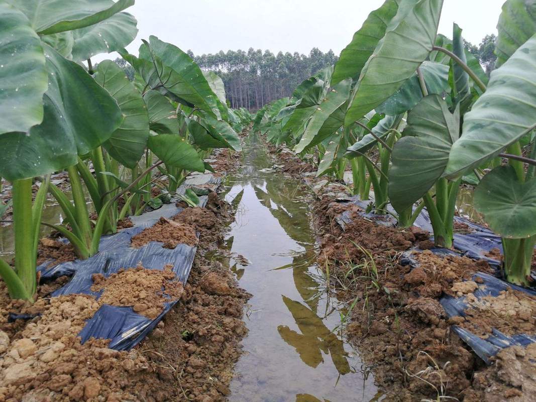 芋頭種植:從新手到豐收的完整指南與秘訣 3 芋頭種植