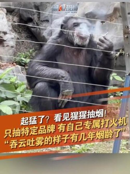 動物園可以抽煙嗎
