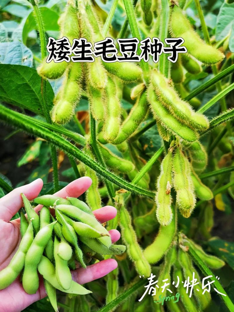 毛豆是低GI嗎