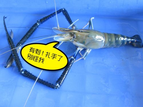 泰國蝦為什麼是藍色的