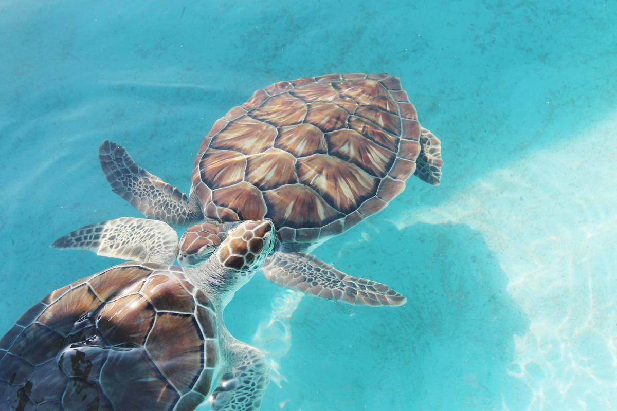 海龜是保育類嗎:台灣海洋生態的守護者與法律規範 1 海龜是保育類嗎