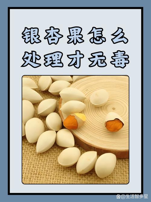 哺乳可以吃銀杏嗎