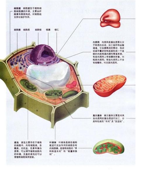 細胞的門戶是什麼