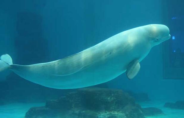 台灣有白鯨嗎:深入探索台灣與白鯨的關聯性 1 台灣有白鯨嗎