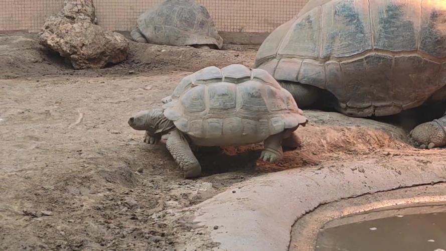 蘇卡達象龜好養嗎