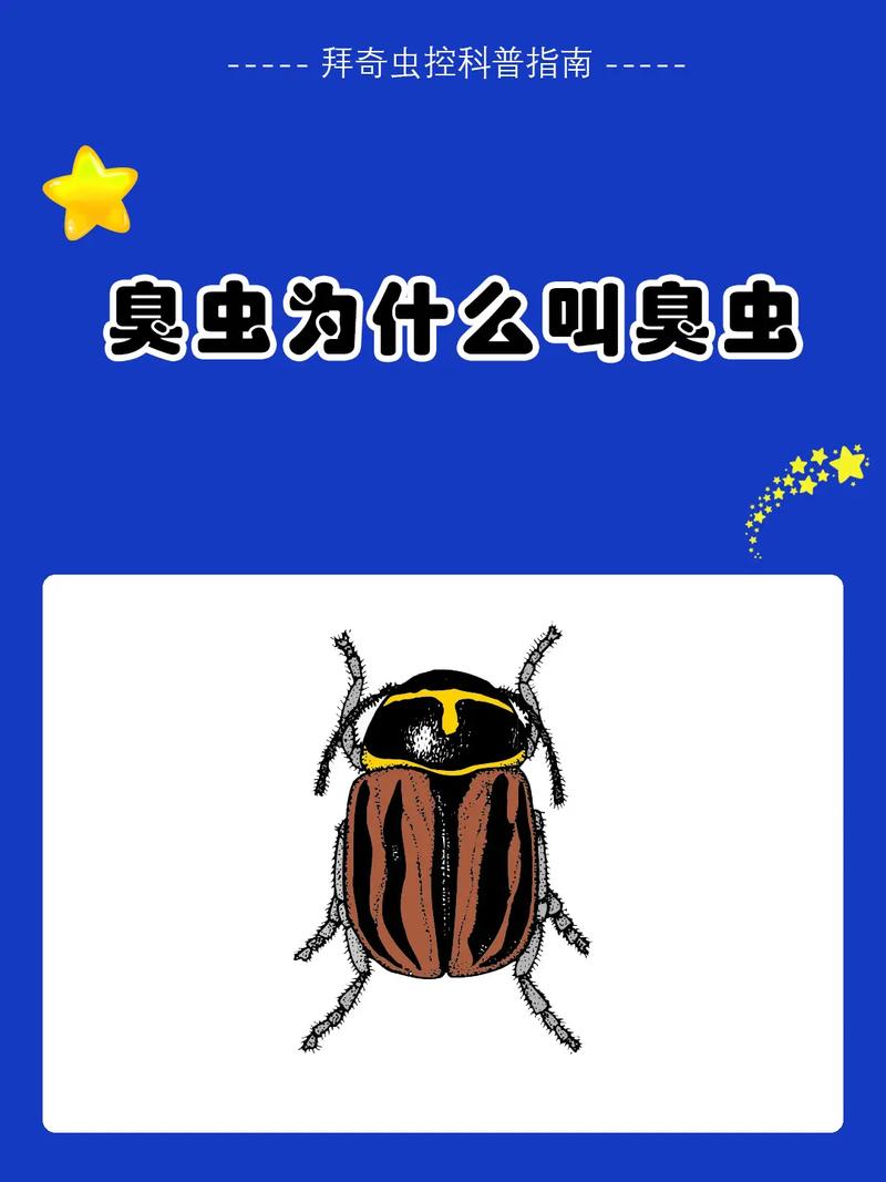 怎麼看有沒有臭蟲