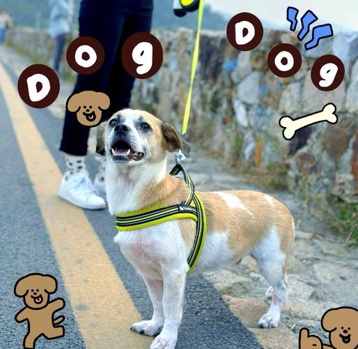 築間可以帶狗嗎:完整解析築間餐飲集團寵物友善政策與入店規範 3 築間可以帶狗嗎