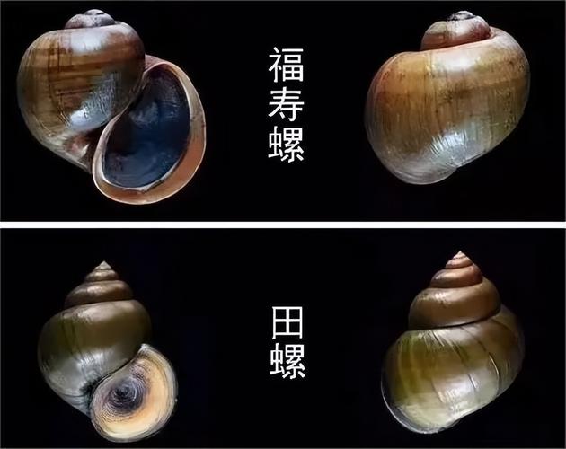 福壽螺會吃藻嗎