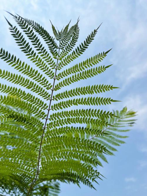 藍花楹會落葉嗎