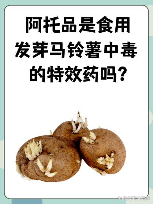 馬鈴薯發芽有什麼毒?深度解析茄鹼的危害、中毒症狀與安全處理指南 3 馬鈴薯發芽有什麼毒