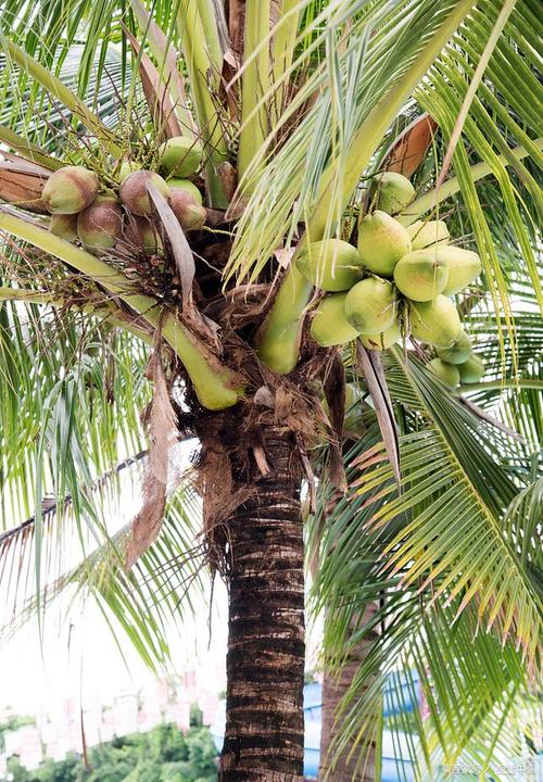 大王椰子樹會有椰子嗎