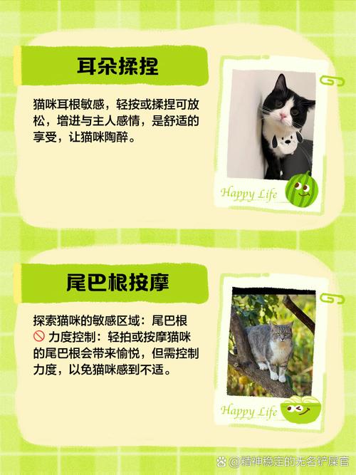 貓咪喜歡被摸耳朵嗎:解析貓咪對耳朵觸摸的反應與注意事項 3 貓咪喜歡被摸耳朵嗎